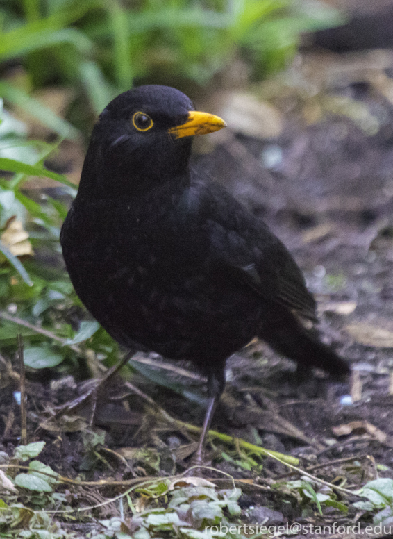 Common blackbird